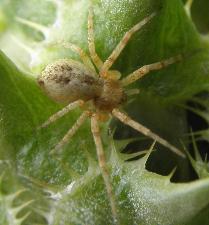 Philodromus sp.